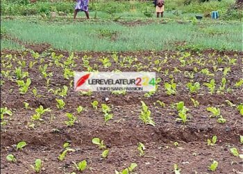 KISSIDOUGOU : l&rsquo;agriculture maraîchère menacée de disparition dans la commune urbaine