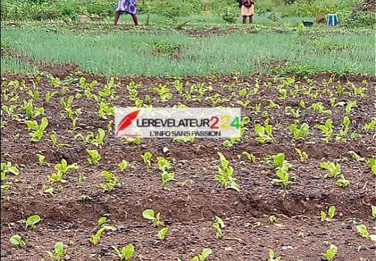 KISSIDOUGOU : l’agriculture maraîchère menacée de disparition dans la commune urbaine