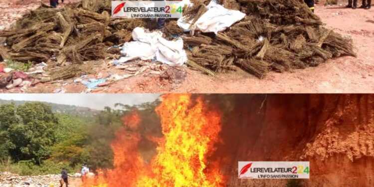 Incinération de 1168 kg de drogue à Mamou: ‘’Nous n’allons pas laisser le pays dans les mains des drogués’’