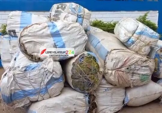 KINDIA: Saisie d’une importante quantité de chanvre indien par la gendarmerie