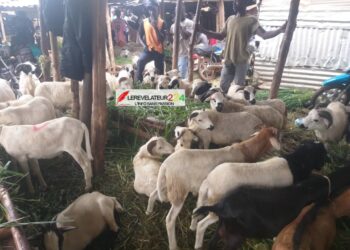 Préparatifs de la fête de Tabaski : A Kindia, un mouton se négocie entre 3 et 3 millions 500 GNF