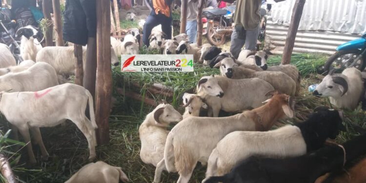 Préparatifs de la fête de Tabaski : A Kindia, un mouton se négocie entre 3 et 3 millions 500 GNF