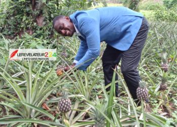 A la rencontre d’Amadou Chico Cissoko, entrepreneur agricole: ‘’Ma vision, c’est de faire de la Guinée, une puissance mondiale dans le secteur de l’agriculture’’