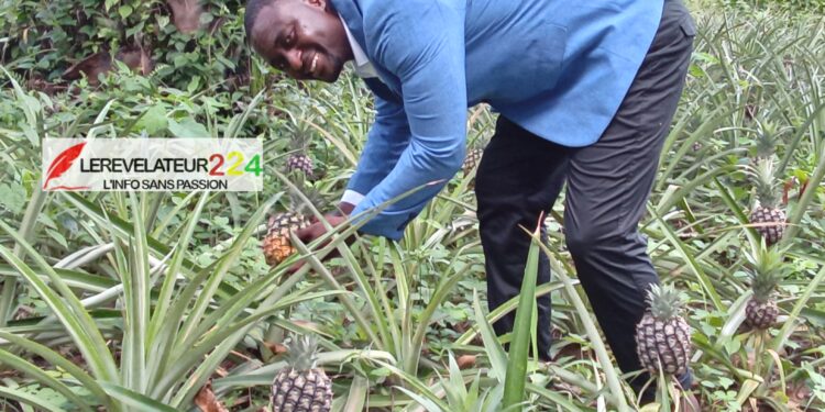 A la rencontre d’Amadou Chico Cissoko, entrepreneur agricole: ‘’Ma vision, c’est de faire de la Guinée, une puissance mondiale dans le secteur de l’agriculture’’