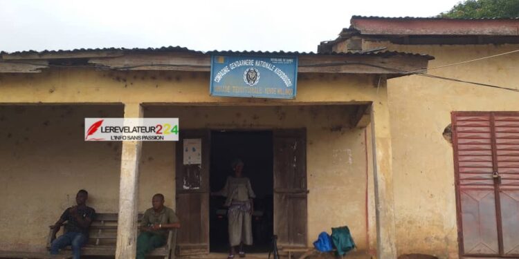 KISSIDOUGOU : La gendarmerie met le grappin sur une importante quantité de chanvre indien