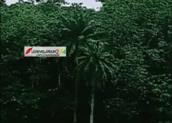 KISSIDOUGOU : Zoom sur la forêt classée de Bambaya, une référence en matière de conservation