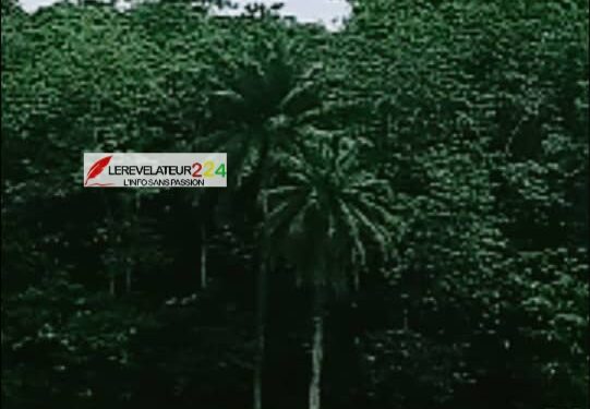 KISSIDOUGOU : Zoom sur la forêt classée de Bambaya, une référence en matière de conservation