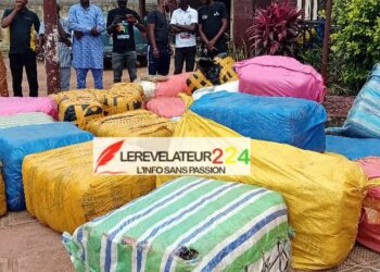 Grand Conakry : Une importante quantité de chanvre indien saisie à Coyah