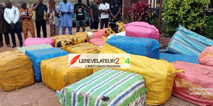 Grand Conakry : Une importante quantité de chanvre indien saisie à Coyah
