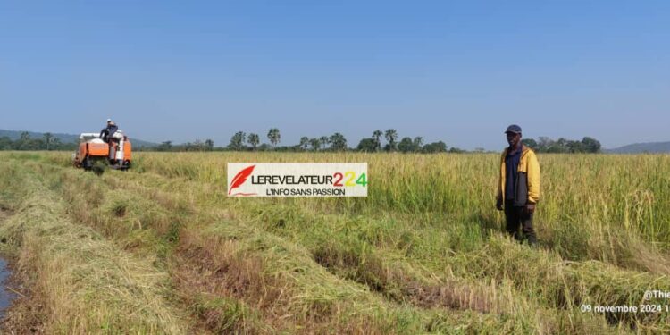 KINDIA: Plus de 50 hectares de riz ravagés…