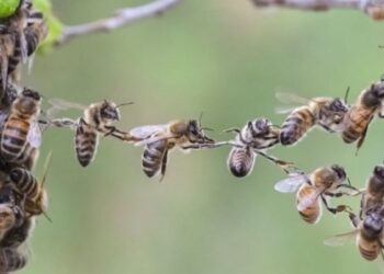 Insolite à Lélouma: Des abeilles sèment la terreur dans une mosquée…