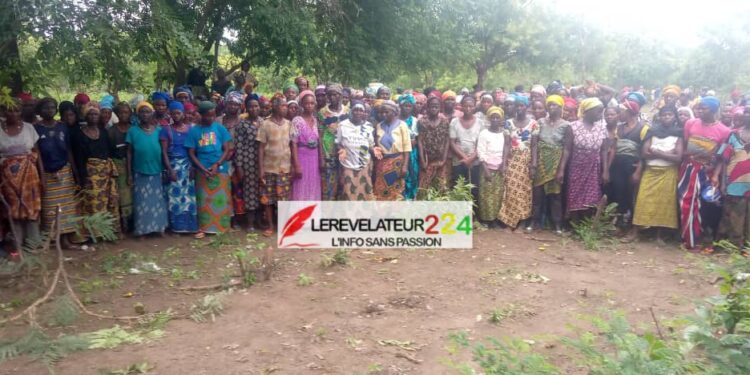 KISSIDOUGOU : les femmes de 5 villages de la CR de Gbangbadou se fâchent et exigent le départ des zébus maliens