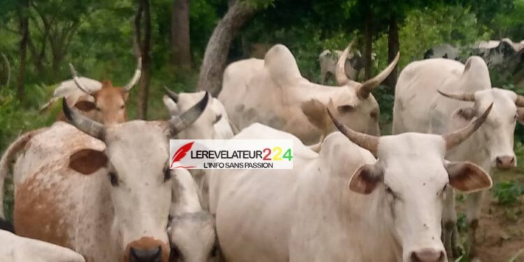 URGENT-Kissidougou : Un bouvier malien succombe à ses blessures, suite à une bagarre avec un paysan à Gbangbadou