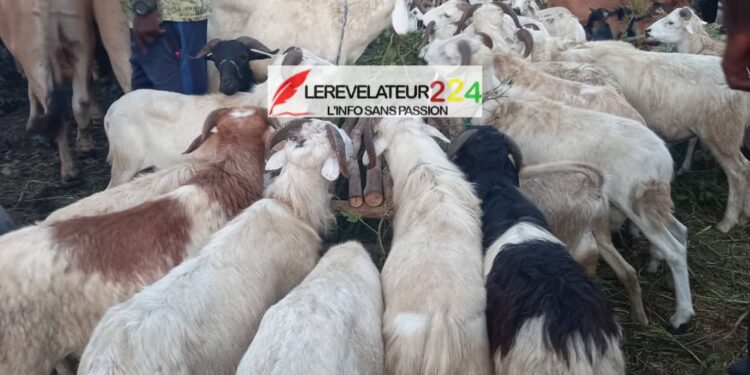 KINDIA : flambée des prix du mouton à l’approche de la fête de Tabaski