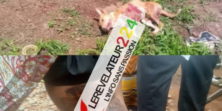 SIGUIRI : Plusieurs personnes blessées par un chien errant…