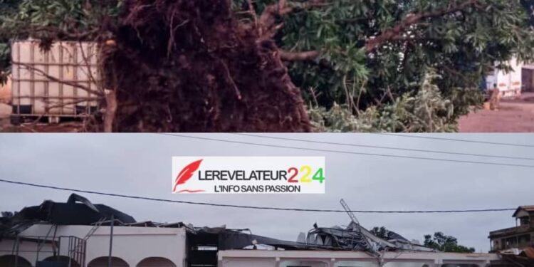 SIGUIRI : Un vent violent renverse plusieurs arbres et décoiffe des toitures