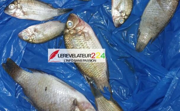 KINDIA: Des poissons retrouvés morts en masse dans le lac de belliakhory, les autorités tirent la sonnette d’alarme