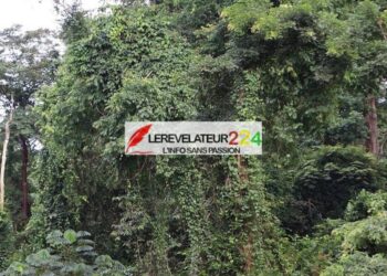 N&rsquo;Zérékoré : les cris de cœur des riverains de la forêt du 1er mai
