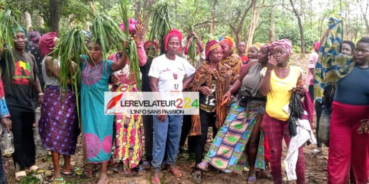 Firawa – Kissidougou : révolte spontanée des femmes contre la présence des bouviers transhumants