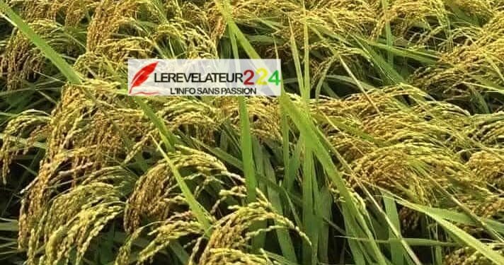 KISSIDOUGOU : la moisson du riz gravement impactée par la crise de gasoil