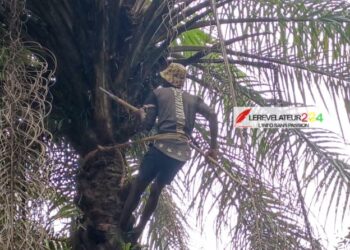 BOKE: à la rencontre d’un récolteur de régimes de palme, à Bintimodia