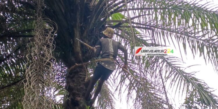 BOKE: à la rencontre d’un récolteur de régimes de palme, à Bintimodia