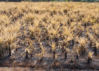 KINDIA : Une plantation de plusieurs hectares d’ananas détruite par un incendie « criminel » à Samoreya