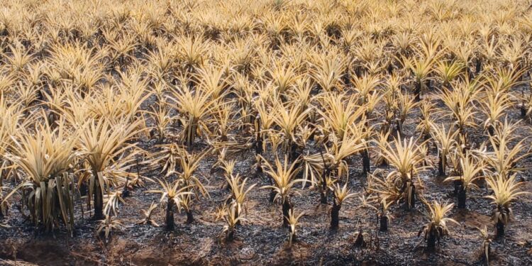 KINDIA : Une plantation de plusieurs hectares d’ananas détruite par un incendie « criminel » à Samoreya
