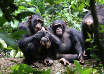 LELOUMA : des chimpanzés sèment la terreur à Lafou…