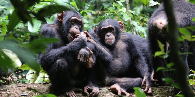 LELOUMA : des chimpanzés sèment la terreur à Lafou…