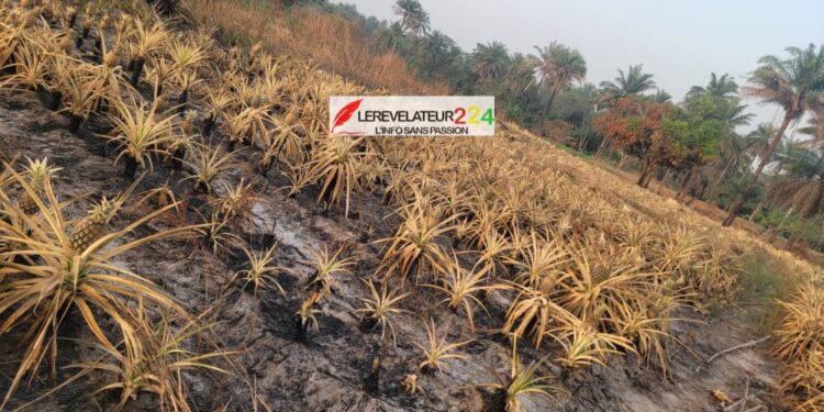 KINDIA : la recrudescence des incendies menace gravement la filière ananas