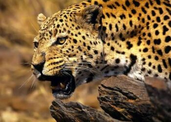 TOUGUE – Un léopard agresse un quinquagénaire à Sambaya : ‘’tous ses doigts et orteils ont été coupés par l&rsquo;animal…’’