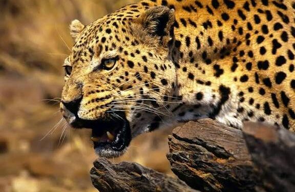 TOUGUE – Un léopard agresse un quinquagénaire à Sambaya : ‘’tous ses doigts et orteils ont été coupés par l’animal…’’