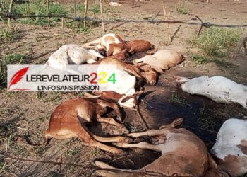 Lola – Conflits entre agriculteurs et éleveurs : 41 veaux tués dans un parc à Lainé