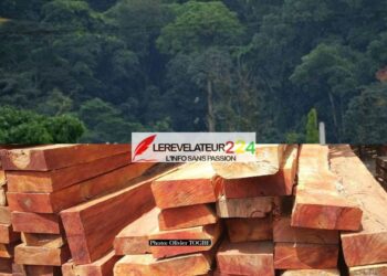 TPI de Kissidougou: trois personnes comparaissent pour abattage illégal d’arbres dans une forêt classée