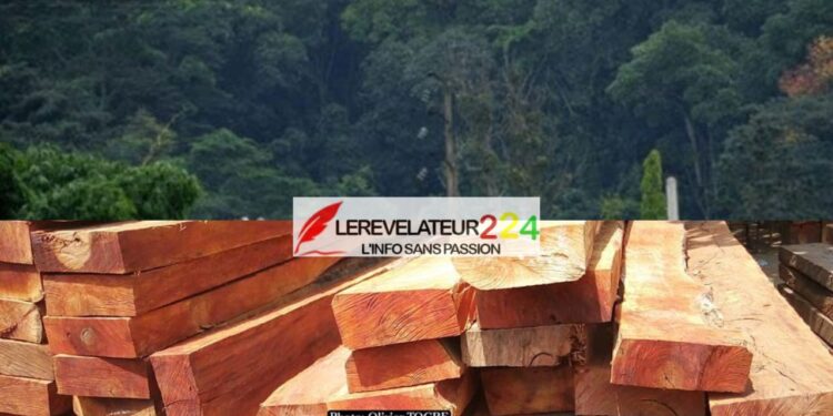 TPI de Kissidougou: trois personnes comparaissent pour abattage illégal d’arbres dans une forêt classée