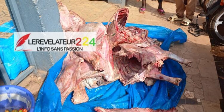Vente de viande impropre à la consommation à Labé : le président des bouchers et deux autres personnes placées sous mandat de dépôt
