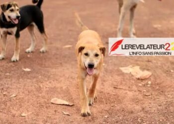 LABE : un nouveau-né retrouvé vivant dans une toilette au quartier Doghora, une enquête ouverte