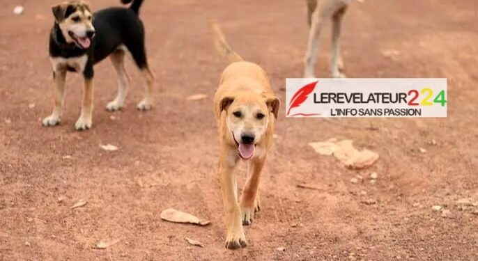 LABE : un nouveau-né retrouvé vivant dans une toilette au quartier Doghora, une enquête ouverte