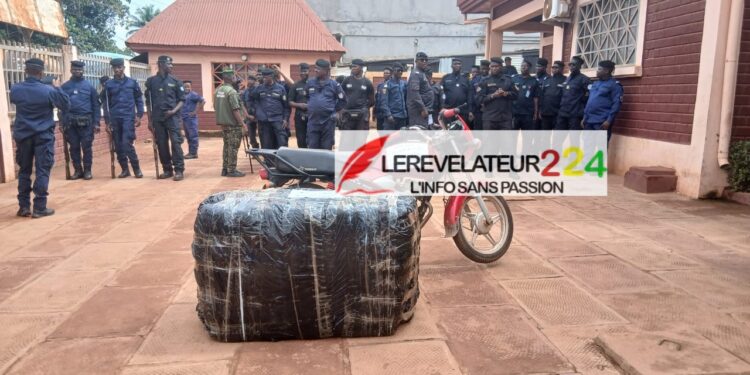 KINDIA : plus de 150 kg de chanvre indien saisis, un suspect interpellé